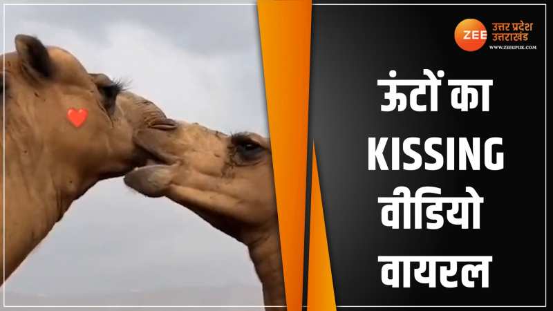 Viral Video: ऊंट ने ऊंटनी को किया ऐसा Kiss, इमरान हाशमी को भी कर दिया फेल