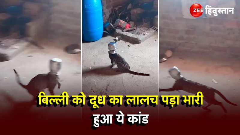 Cat Viral Video: जोर की लगी थी भूख, तभी लोटे में बिल्ली ने फंसा लिया सिर