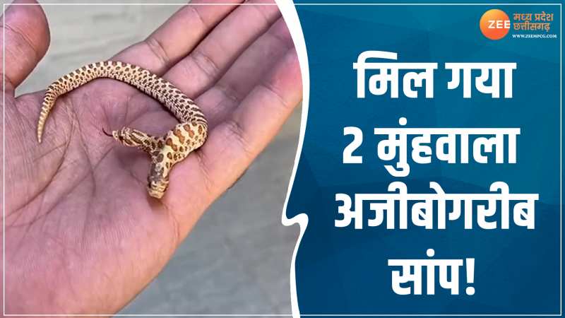 VIDEO: वायरल हुआ 2 मुंह वाला सांप, मिलते ही इंटरनेट पर मचा हड़कंप