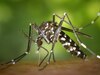 इस मौसम में तेजी से फैलता है डेंगू, जानें लक्षण और बचाव का आसान इलाज