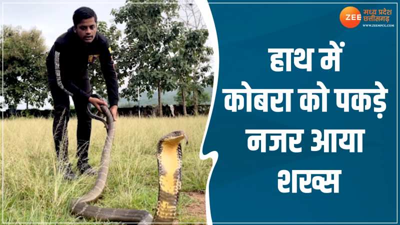 Cobra Viral Video: हाथों से विशाल कोबरा को पकड़ता नजर आया शख्स, देखें वीडियो 