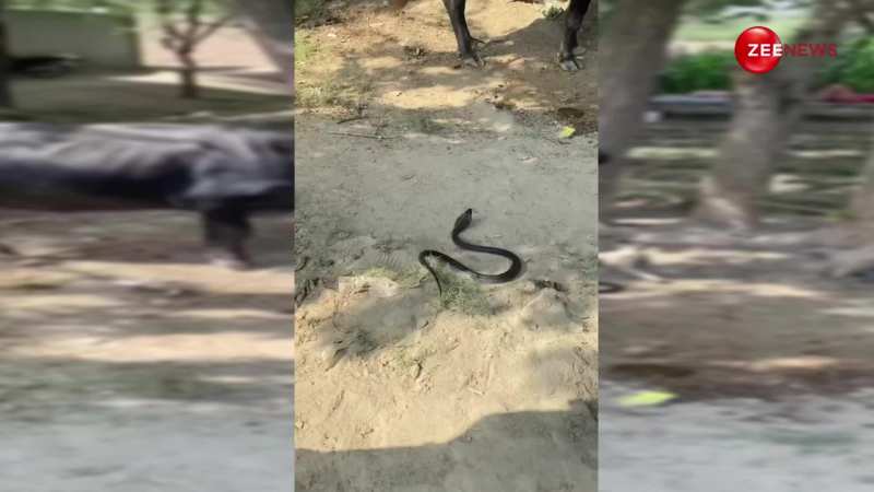 खूंटे से बंधी थी भैंस तभी डसने पहुंच गया काला King Cobra, देख यूजर्स ने वीडियो बनाने वाले पर निकाला गुस्सा 