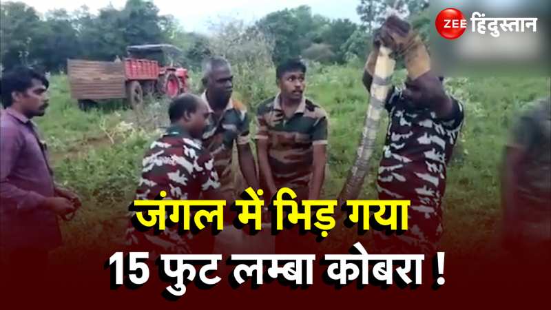 King Cobra Viral Video: वर्दी वाले के सामने था 15 फुट का किंग कोबरा, फिर हुआ कुछ 