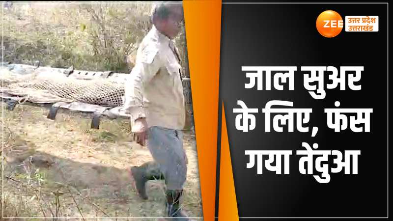 Panna Reserve Video: सुअर पकड़ने को जाल बिछा, फंस गया तेंदुआ, देखें Video