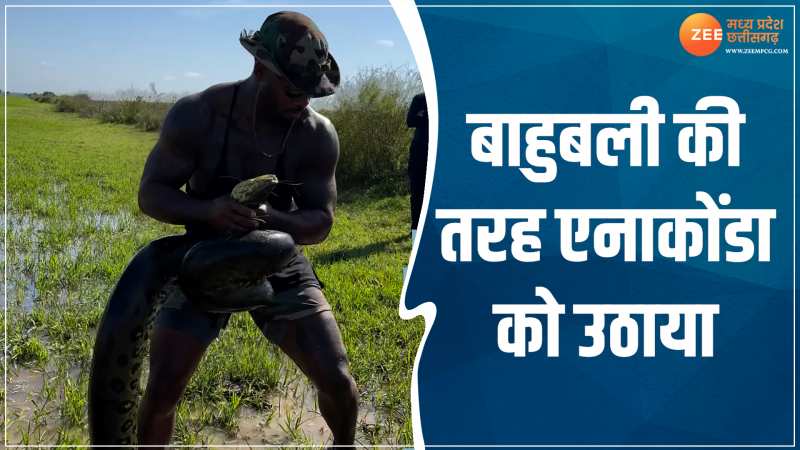 Python Viral Video: बाहुबली की तरह शख्स ने एनाकोंडा को उठाया, देखें वीडियो 