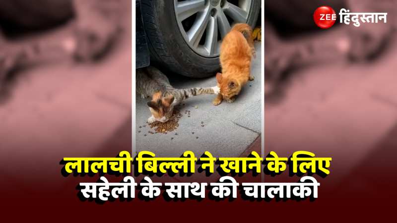 Cat Viral Video: खाना खाने के लिए चालाक बिल्ली ने की ऐसी हरकत, वायरल