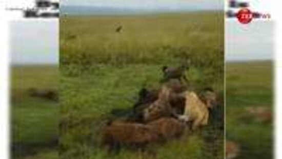 10 hyenas together attacked a single lioness then group of lions saved
