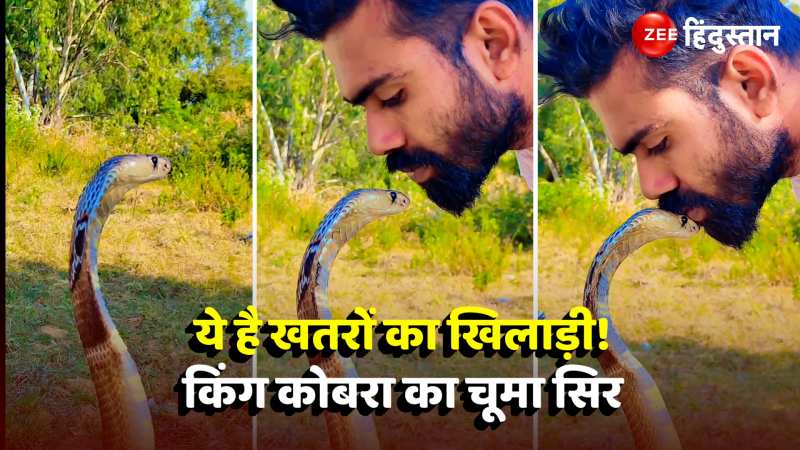 Man Kiss King Cobra: जिसे देख भाग खड़े होते हैं लोग, शख्स ने  चूमा सिर