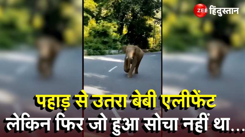 Viral: Video बना रहे थे लोग, फिर हाथी के बच्चे ने ऐसा दौड़या, छूट गए पसीने!