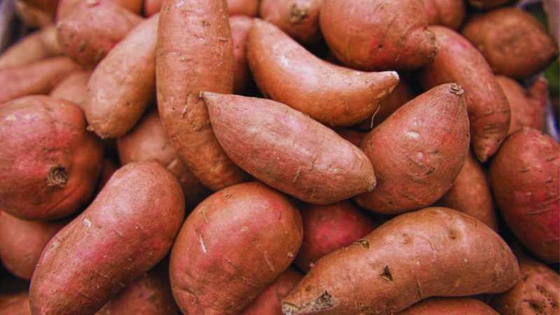 in winter add sweet potato in your diet body will be warm and protected