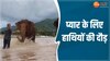 Elephant Love Video: महीनों बाद मिला प्यारा तो एक आवाज में ऐसे दौड़े हाथी