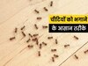 How to Get Rid of Ants: किचन के आसपास भी नहीं फटकेंगी चींटियां, आजमाकर देखें ये उपाय