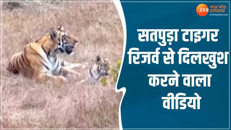 VIDEO: टाइगर रिजर्व में पर्यटकों को दिखा अद्भुत नराजा, सामने आया मनमोहक वीडियो VIDEO: टाइगर रिजर्व में पर्यटकों को दिखा अद्भुत नराजा, सामने आया मनमोहक वीडियो