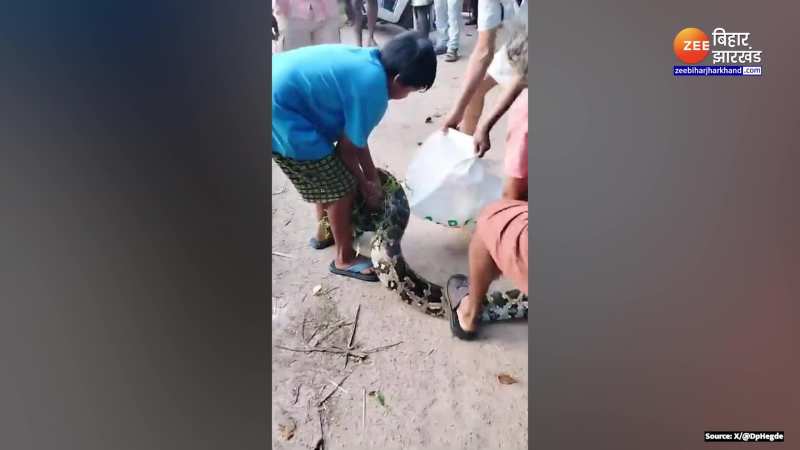 Viral Snake Video: खिलौने की तरह बच्चे ने पकड़ लिया अजगर का मुंह, रेस्क्यू कर बचाई लोगों की जान Viral Snake Video: खिलौने की तरह बच्चे ने पकड़ लिया अजगर का मुंह, रेस्क्यू कर बचाई लोगों की जान