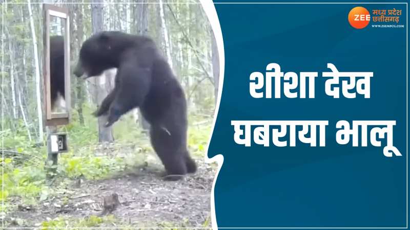 Animal Viral Video: शीशे में खुद को देख डर गया भालू, गुस्से में आकर तोड़ दिया शीशा Animal Viral Video: शीशे में खुद को देख डर गया भालू, गुस्से में आकर तोड़ दिया शीशा