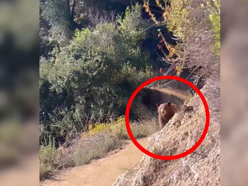 Animal Video: भालू या सरफिरा आशिक! सैर पर आई महिला के पीछे पड़ गया भालू, छिप-छिपकर करता रहा पीछा Animal Video: भालू या सरफिरा आशिक! सैर पर आई महिला के पीछे पड़ गया भालू, छिप-छिपकर करता रहा पीछा