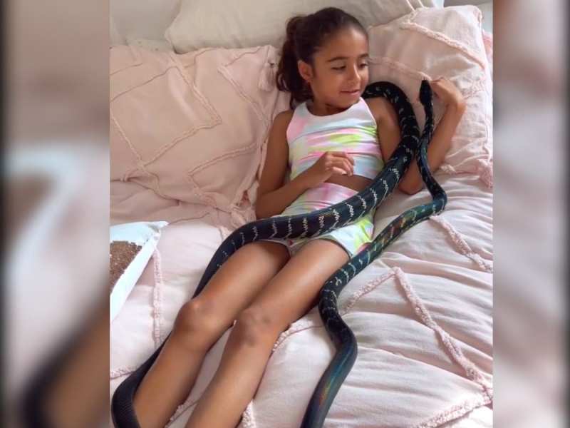 King Cobra: बेड पर बच्ची के साथ दो नाग, शरीर से लिपटे नाग को देख लोग शॉक में King Cobra: बेड पर बच्ची के साथ दो नाग, शरीर से लिपटे नाग को देख लोग शॉक में
