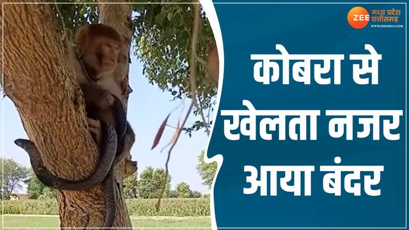 Animal Viral Video: किंग कोबरा के साथ मस्ती करता नजर आया बंदर, वीडियो देख रह जाएंगे दंग Animal Viral Video: किंग कोबरा के साथ मस्ती करता नजर आया बंदर, वीडियो देख रह जाएंगे दंग
