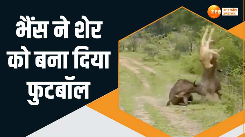 Viral Video: भैंस ने शेर को नानी याद दिलाई, सींगों पर उठाकर बनाया फुटबॉल Viral Video: भैंस ने शेर को नानी याद दिलाई, सींगों पर उठाकर बनाया फुटबॉल