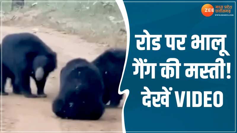 VIDEO: बीच सड़क पर भालूओं की मस्ती, वायरल हुआ जंगल का वीडियो VIDEO: बीच सड़क पर भालूओं की मस्ती, वायरल हुआ जंगल का वीडियो