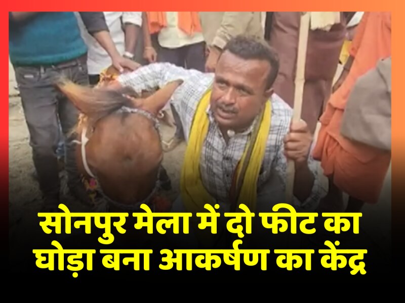 Sonpur Mela 2023: सोनपुर में आकर्षण का केंद्र बना दो फीट का घोड़ा, देखने के लिए उमड़ी भीड़ Sonpur Mela 2023: सोनपुर में आकर्षण का केंद्र बना दो फीट का घोड़ा, देखने के लिए उमड़ी भीड़