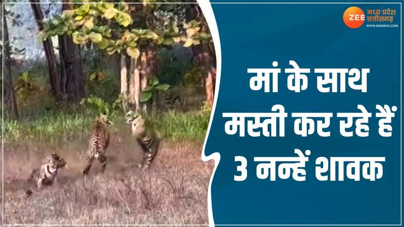 Viral Video: बाघिन के साथ मस्ती कर रहे 3 नन्हें शावक, मां के साथ अटखेलियां करने का वीडियो वायरल Viral Video: बाघिन के साथ मस्ती कर रहे 3 नन्हें शावक, मां के साथ अटखेलियां करने का वीडियो वायरल