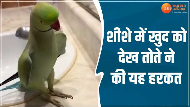 Animal Viral Video: शीशे में खुद को देख तोते ने की यह हरकत, वीडियो देख आप भी होंगे हैरान Animal Viral Video: शीशे में खुद को देख तोते ने की यह हरकत, वीडियो देख आप भी होंगे हैरान