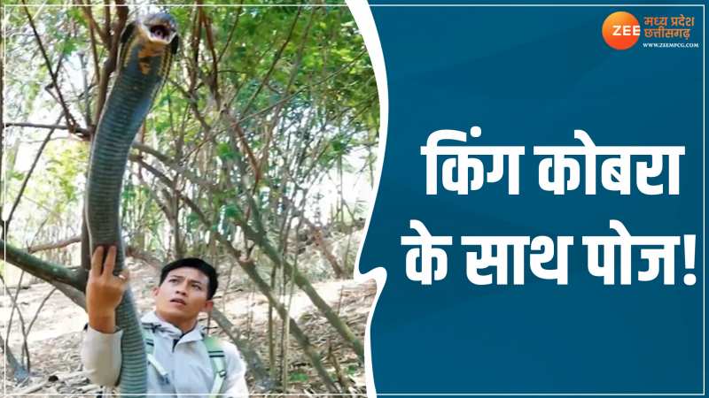 Cobra Viral Video: बिना डरे किंग कोबरा के साथ शख्स ने दिया पोज, वीडियो देख छूट जाएगा पसीना Cobra Viral Video: बिना डरे किंग कोबरा के साथ शख्स ने दिया पोज, वीडियो देख छूट जाएगा पसीना