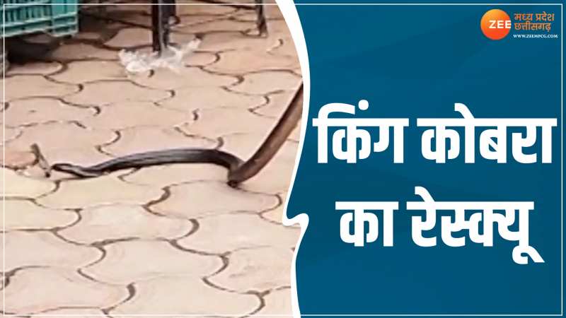 MP Video: प्रसादी के दुकान में बैठे 4 फीट लंबे किंग कोबरा का हुआ रेस्क्यू, देखें वीडियो MP Video: प्रसादी के दुकान में बैठे 4 फीट लंबे किंग कोबरा का हुआ रेस्क्यू, देखें वीडियो