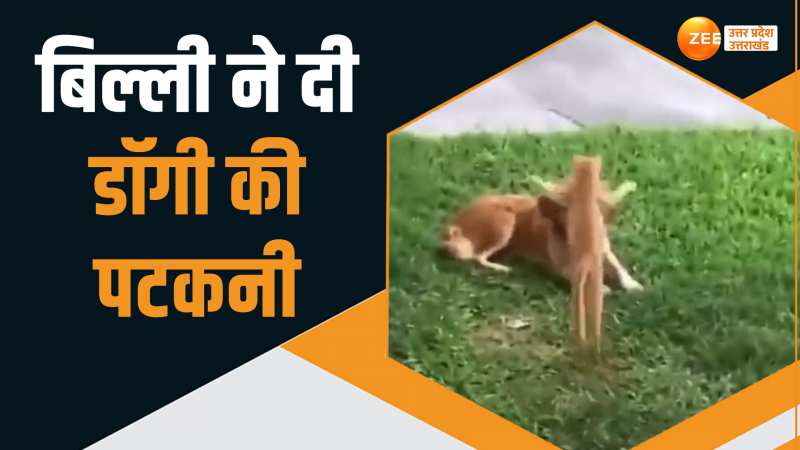 Viral Video: बिल्ली ने बाघ की तरह डॉगी को किया नॉकआउट, हौसला देखकर रह जाएंगे हैरान Viral Video: बिल्ली ने बाघ की तरह डॉगी को किया नॉकआउट, हौसला देखकर रह जाएंगे हैरान