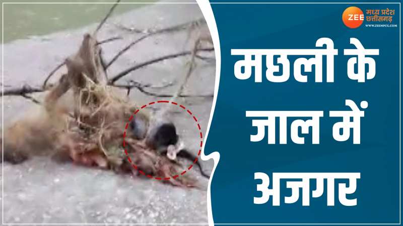Ajgar Rescue Video: मछली के जाल में फंसा अजगर, देखें तीन दिन के बाद कैसे निकाला Ajgar Rescue Video: मछली के जाल में फंसा अजगर, देखें तीन दिन के बाद कैसे निकाला