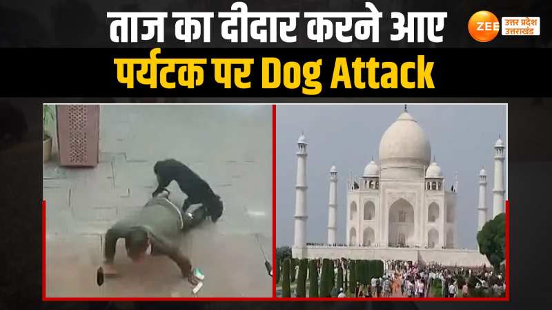 Agra News: मोहब्बत की निशानी के सामने पर्यटक के साथ दर्दभरा वाकया, आवारा कुत्ते ने किया लहूलुहान Agra News: मोहब्बत की निशानी के सामने पर्यटक के साथ दर्दभरा वाकया, आवारा कुत्ते ने किया लहूलुहान