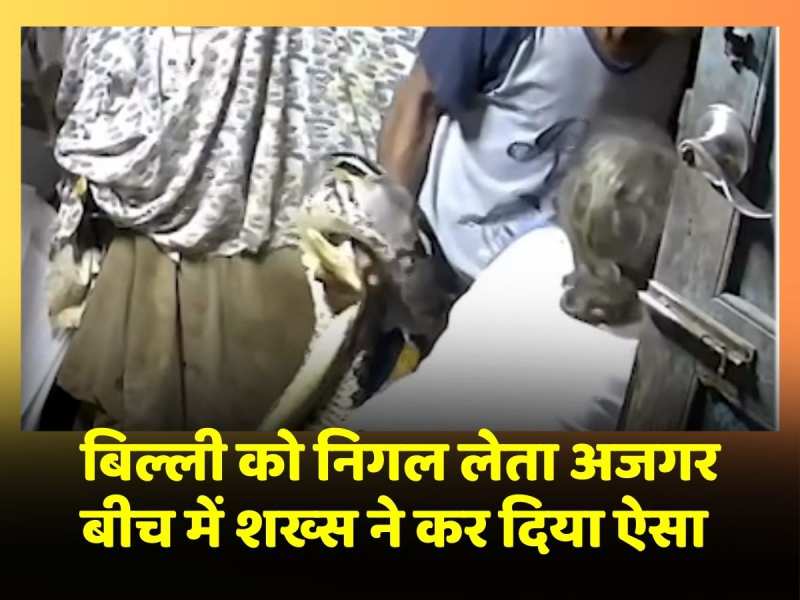 Viral Video: बिल्ली को निगलने आया अजगर, मालिक की पड़ गई नजर, तुरंत कर दिया ऐसा Viral Video: बिल्ली को निगलने आया अजगर, मालिक की पड़ गई नजर, तुरंत कर दिया ऐसा