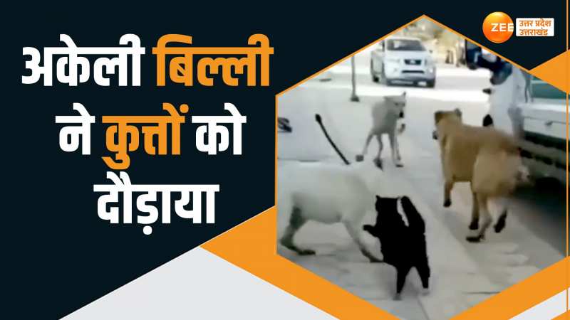 Viral Video: बिल्ली बन गई बॉलीवुड की हीरो, अकेले ही कुतों के गैंग को धूल चटाई Viral Video: बिल्ली बन गई बॉलीवुड की हीरो, अकेले ही कुतों के गैंग को धूल चटाई