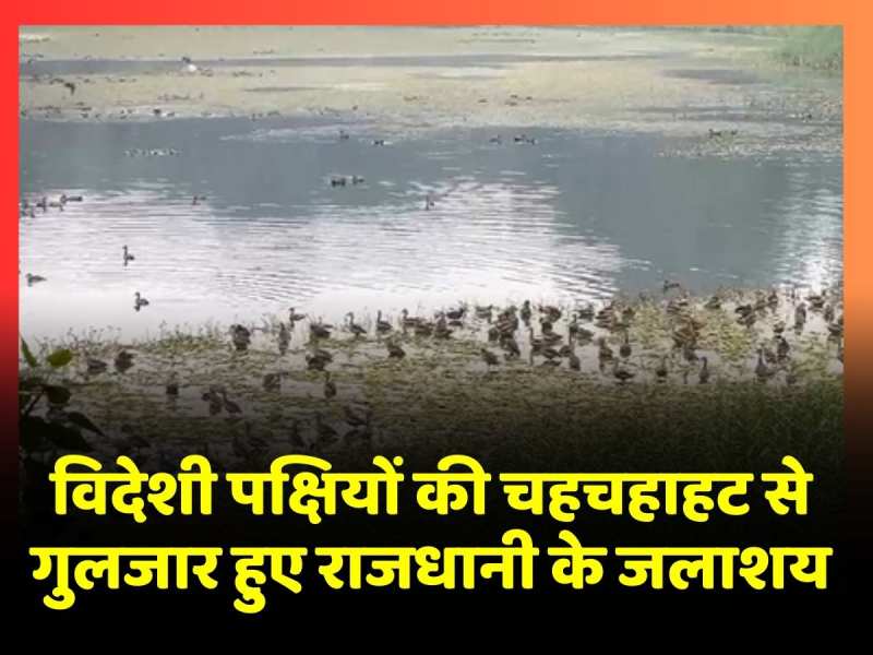 Patna News: विदेशी पक्षियों की चहचहाहट से गुलजार हुआ राजधानी का जलाशय, बना आकर्षण का केंद्र Patna News: विदेशी पक्षियों की चहचहाहट से गुलजार हुआ राजधानी का जलाशय, बना आकर्षण का केंद्र
