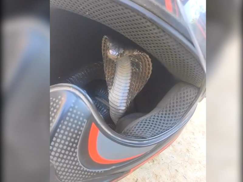 बाइक के हेलमेट में छिपा खतरनाक King Cobra, शीशा हटाते ही फड़फड़ाते हुए निकले नागराज बाइक के हेलमेट में छिपा खतरनाक King Cobra, शीशा हटाते ही फड़फड़ाते हुए निकले नागराज