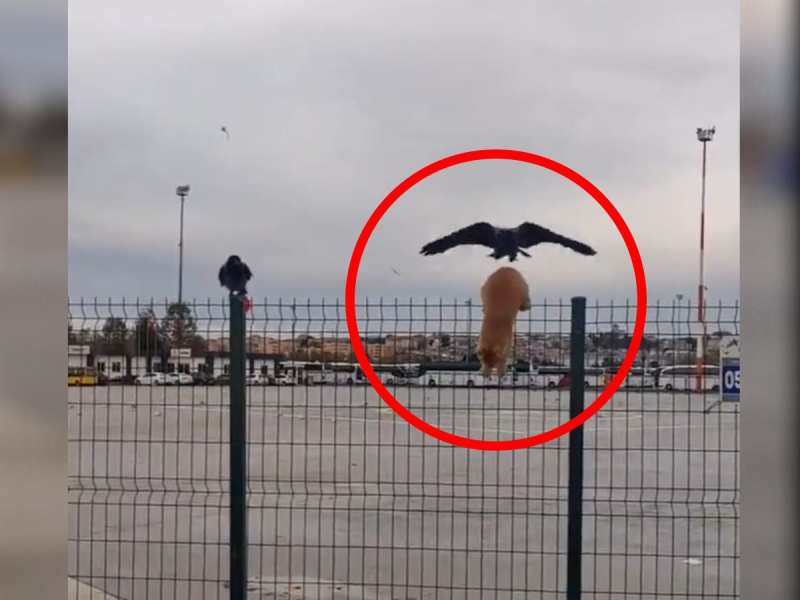 Animal video: तार में फंसी बिल्ली को कौए ने मारी जोरदार Kick, फिर जो हुआ वो मजेदार Animal video: तार में फंसी बिल्ली को कौए ने मारी जोरदार Kick, फिर जो हुआ वो मजेदार