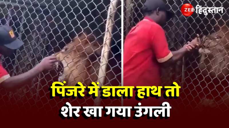 पिंजरे में डाला हाथ तो शेर खा गया उंगली, देखें Shocking Video