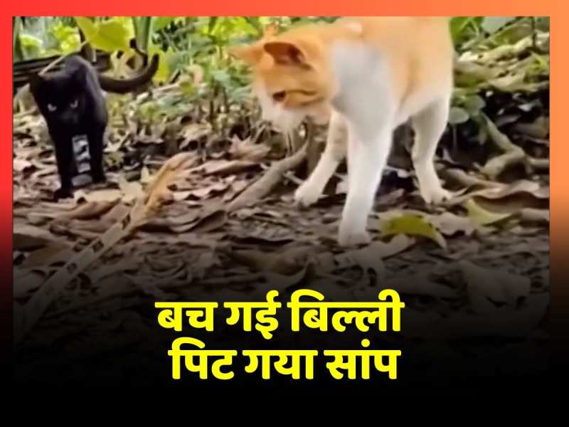 Viral Video: बिल्ली को शिकार बनाने बेहद करीब पहुंचा सांप, फुर्ती से किया कुछ ऐसा कि बच गई जान Viral Video: बिल्ली को शिकार बनाने बेहद करीब पहुंचा सांप, फुर्ती से किया कुछ ऐसा कि बच गई जान