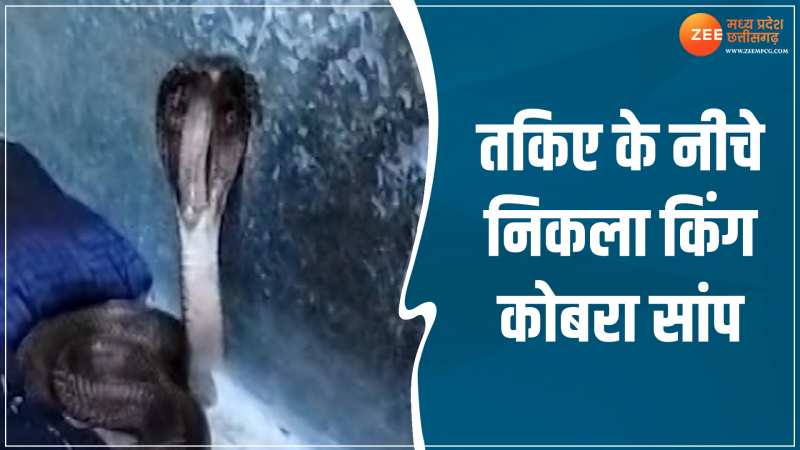 Cobra Video: तकिए के नीचे से निकला किंग कोबरा सांप, सो रहे पति की महिला ने ऐसे बचाई जान Cobra Video: तकिए के नीचे से निकला किंग कोबरा सांप, सो रहे पति की महिला ने ऐसे बचाई जान