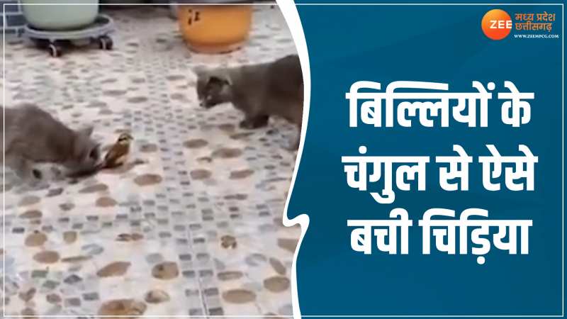Animal Viral Video: बिल्लियों के चंगुल में बुरी तरह फंसी चिड़िया, कुछ इस तरह बचाई अपनी जान Animal Viral Video: बिल्लियों के चंगुल में बुरी तरह फंसी चिड़िया, कुछ इस तरह बचाई अपनी जान