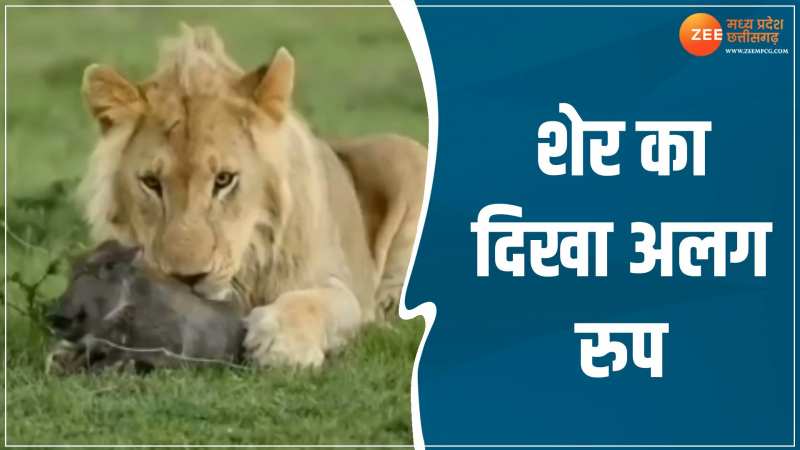 Viral Video: शेर का दिखा अलग रुप, पहले किया प्यार फिर बनाया शिकार Viral Video: शेर का दिखा अलग रुप, पहले किया प्यार फिर बनाया शिकार