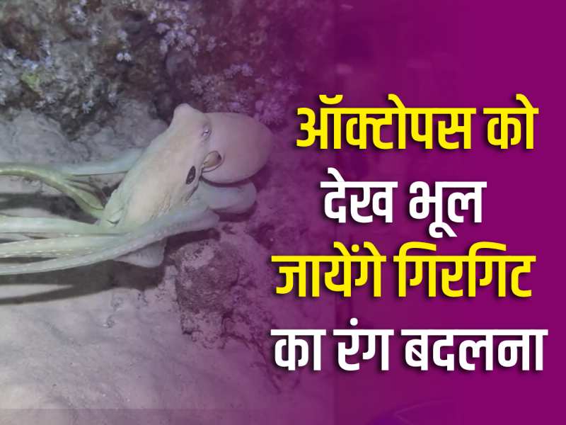 Viral video: ऑक्टोपस का ऐसा वीडियो आपने आज तक नहीं देखा होगा, चुटकीयों में बदल लेता है रंग Viral video: ऑक्टोपस का ऐसा वीडियो आपने आज तक नहीं देखा होगा, चुटकीयों में बदल लेता है रंग