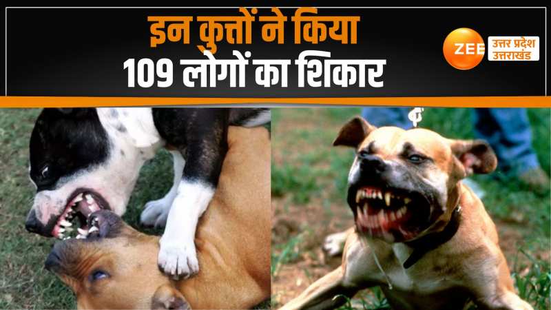 Banda: 109 लोगों का शिकार कर चुके कुत्तों को पकड़ने निकली 13 टीम, देखिए फिर क्या हुआ Banda: 109 लोगों का शिकार कर चुके कुत्तों को पकड़ने निकली 13 टीम, देखिए फिर क्या हुआ