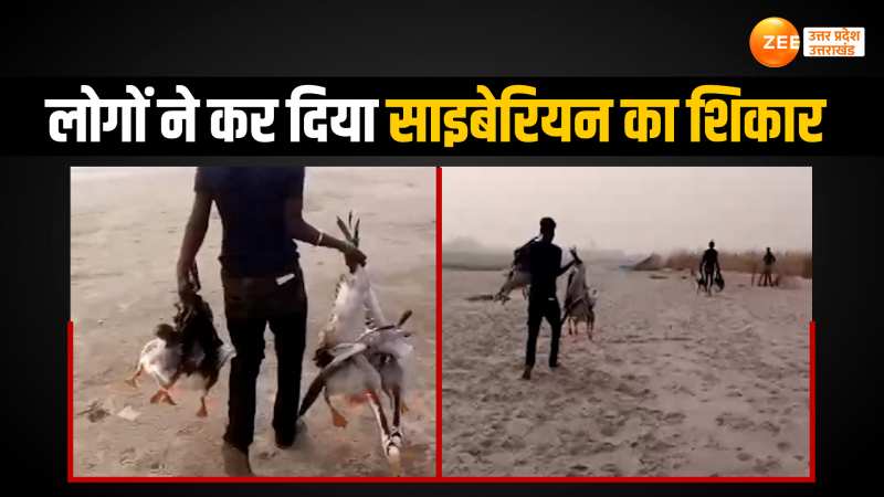 गंगा में आने वाली साइबेरियन पक्षियों का हो रहा शिकार, वीडियो देख कांप जाएंगे आप गंगा में आने वाली साइबेरियन पक्षियों का हो रहा शिकार, वीडियो देख कांप जाएंगे आप