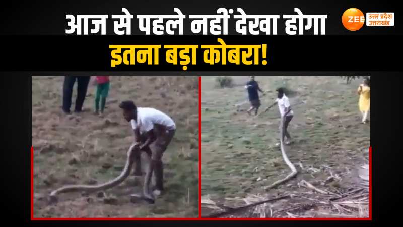 Cobra: झाड़ियों में घुम रहा था विशालकाय कोबरा, देखिए कैसे पकड़ने वाले के छुटे पसीने Cobra: झाड़ियों में घुम रहा था विशालकाय कोबरा, देखिए कैसे पकड़ने वाले के छुटे पसीने