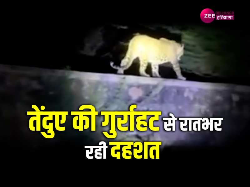तेंदुए की गुर्राहट से रातभर गूंजता रहा दिल्ली का सैनिक फार्म इलाका, जंगलों में खाक छानती रही वन विभाग की टीम तेंदुए की गुर्राहट से रातभर गूंजता रहा दिल्ली का सैनिक फार्म इलाका, जंगलों में खाक छानती रही वन विभाग की टीम