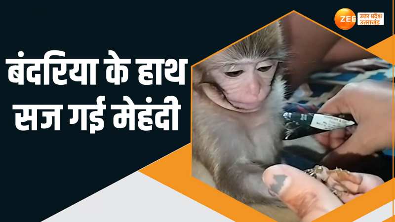 Bandar ka Video: बंदरिया पर चढ़ा शादी का बुखार, हाथ में दुल्हन के जैसे लगा रही मेहंदी Bandar ka Video: बंदरिया पर चढ़ा शादी का बुखार, हाथ में दुल्हन के जैसे लगा रही मेहंदी