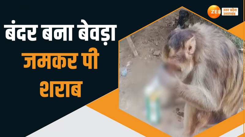 Sharabi Monkey: बंदर पर चढ़ी शराब की सनक, देसी शराब के ठेके के बाहर मार रहा पैग पर पैग Sharabi Monkey: बंदर पर चढ़ी शराब की सनक, देसी शराब के ठेके के बाहर मार रहा पैग पर पैग