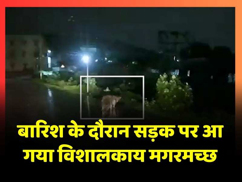 चेन्नई के पेरुंगलाथुर में सड़क पार करते देखा गया मगरमच्छ, वीडियो सोशल मीडिया पर वायरल चेन्नई के पेरुंगलाथुर में सड़क पार करते देखा गया मगरमच्छ, वीडियो सोशल मीडिया पर वायरल